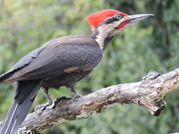 0001 pileated.jpg