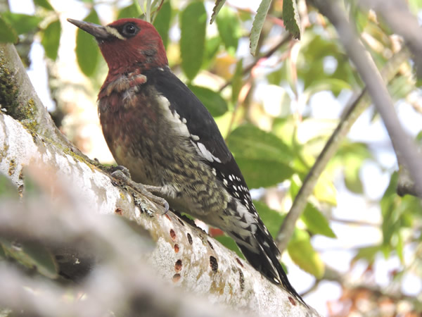 0001 red sapsucker.jpg