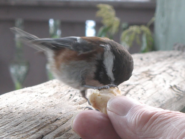 001 chickadee.jpg