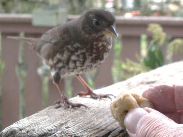 001 fox sparrow.jpg