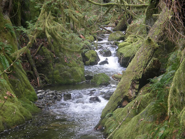 001 goldstream.jpg