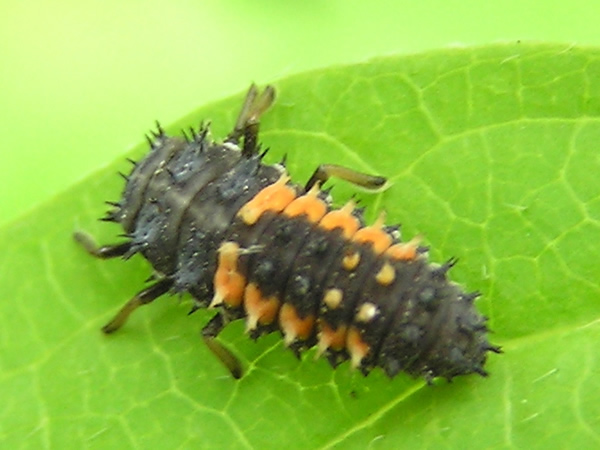 001 LadyLarva.jpg