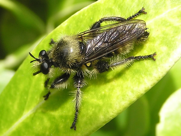 001 Laphria Columbica (59).jpg