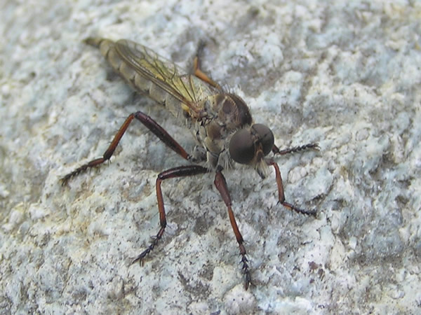 001 Neomochtherus williston.jpg