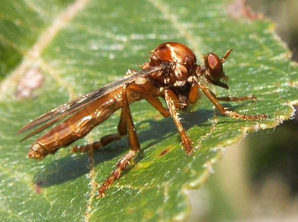 001 Nicocles,robber fly.jpg
