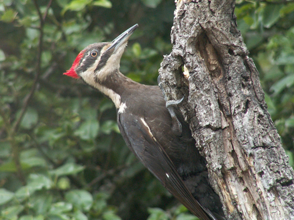 001 pileated 04.jpg