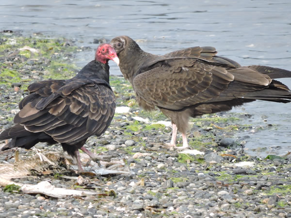 001 vulture.jpg