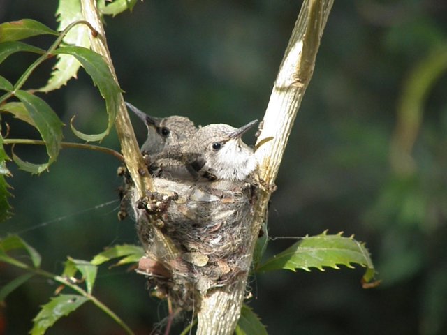 001annas nest.jpg