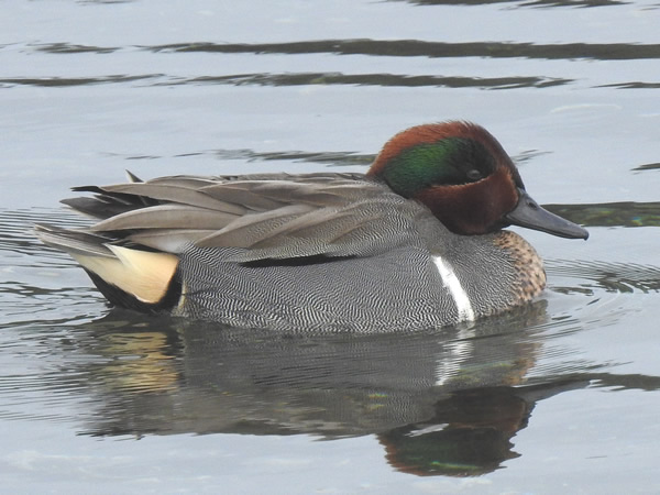001Green winged teal.jpg