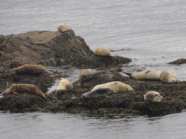 001sea lions.jpg