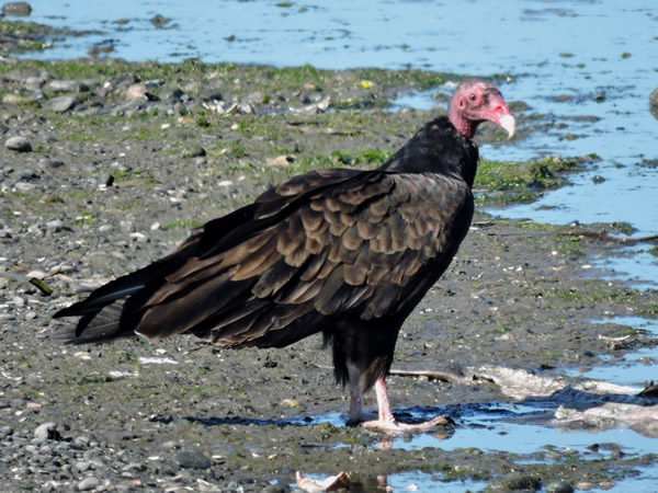 001Turkey vulture.jpg