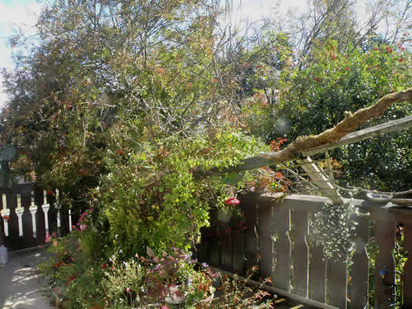 01 a tree down.jpg