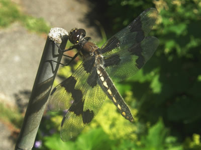 01 an Eight-spotted Skimmer female, Libellula forensis.jpg