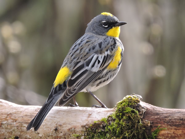 01 Audubon.jpg