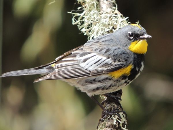 01 audubon warbler.jpg