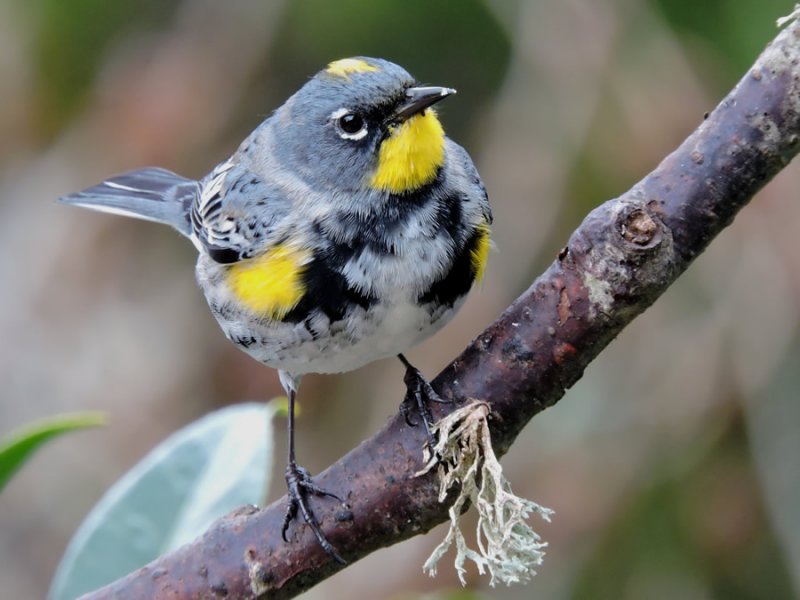 01 Audubon warbler.jpg
