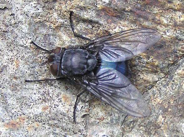 01 blue bottle fly ,Calliphora vomitoria.jpg