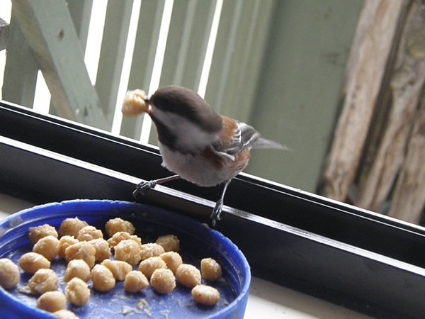 01 chickadee (1).JPG