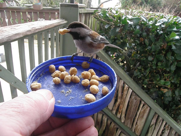 01 chickadee (2).JPG