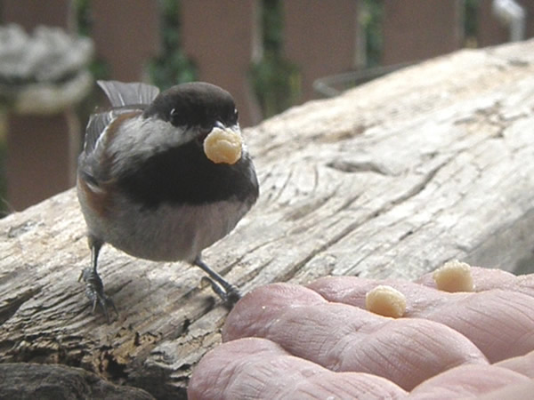 01 chickadee3.jpg