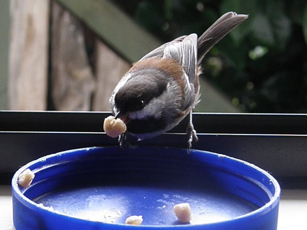 01 chickadee4.jpg