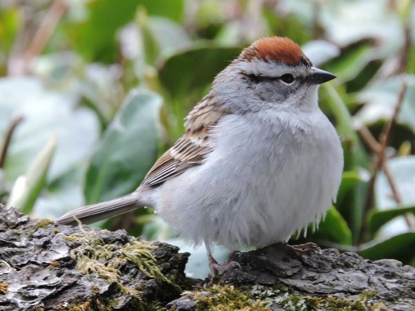 01 chipping sparrow.jpg