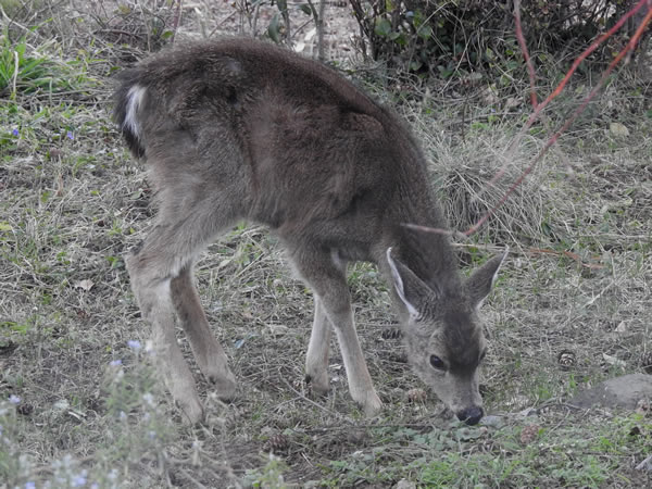 01 deer.jpg