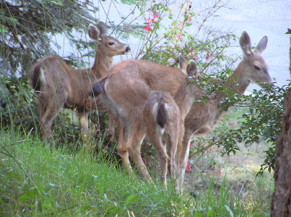 01 Deer3.jpg