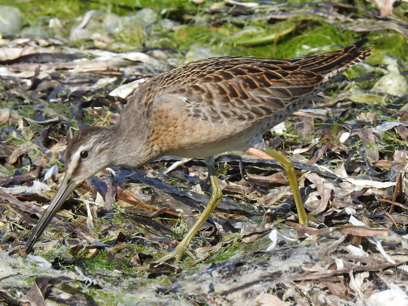 01 dowitchers.jpg