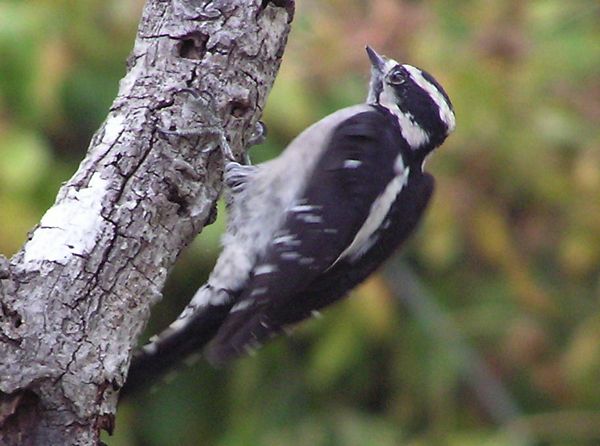 01 Downy Female.jpg