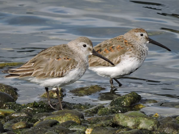 01 dunlin.jpg