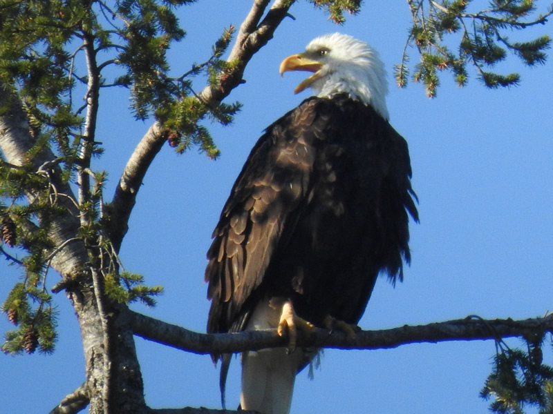 01 Eagle (2).JPG