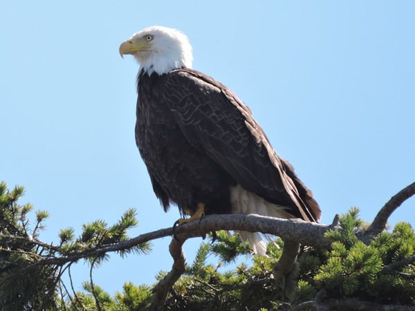 01 Eagle.jpg