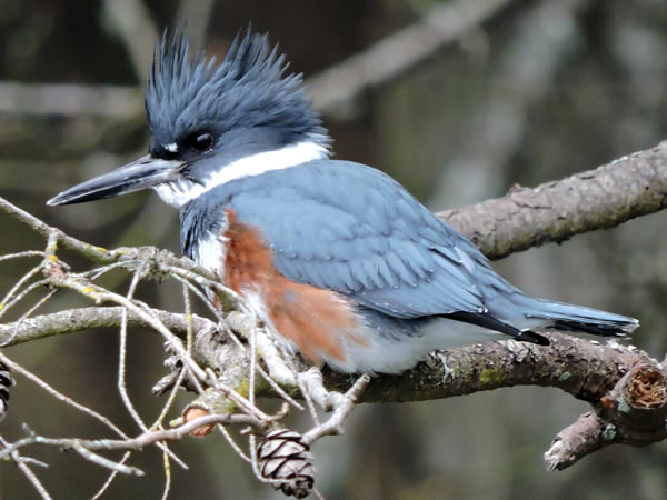 01 female kingfisher (2).jpg