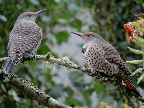 01 flickers.jpg