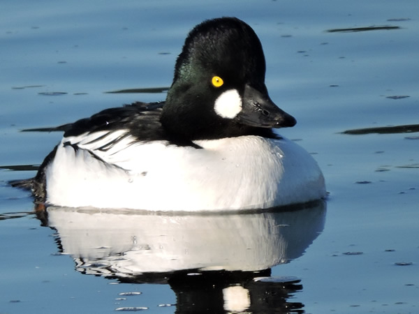 01 golden eye.jpg