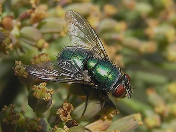 01 Green bottle fly, Lucilia caesar.jpg