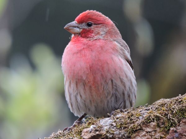 01 house finch male.jpg