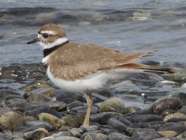 01 killdeer.jpg