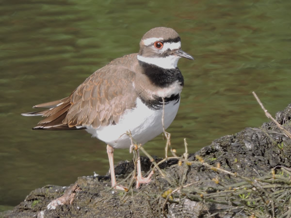 01 killdeer1.jpg