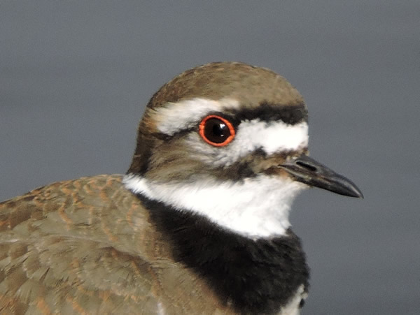 01 killdeer2.jpg
