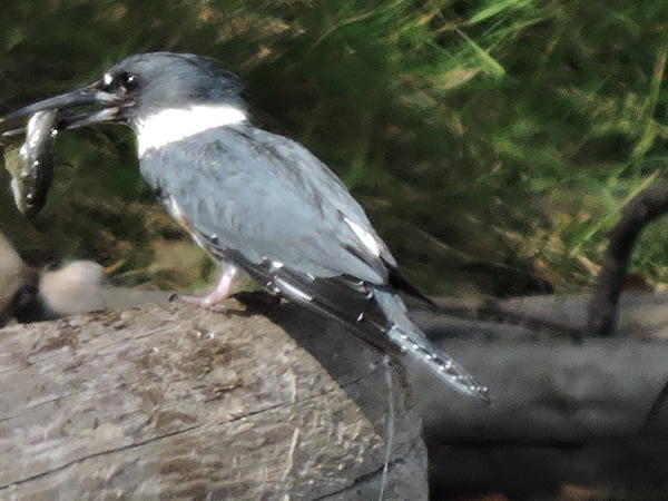 01 kingfisher.jpg