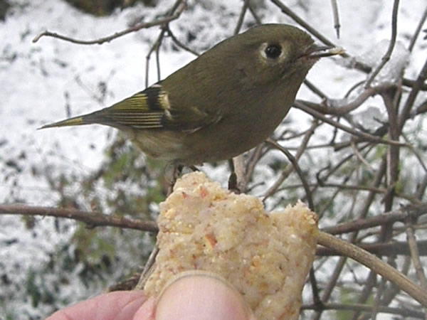 01 kinglet.jpg