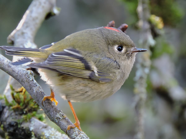01 male ruby crowned kinglet.jpg