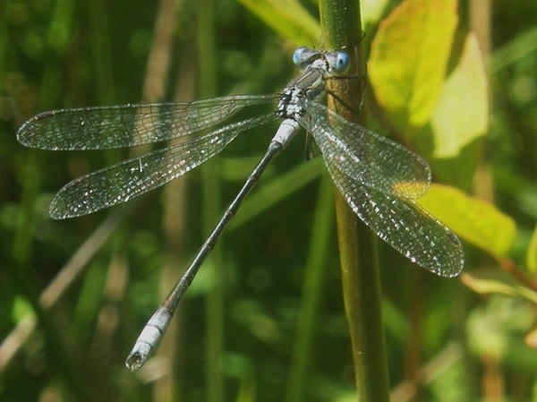 01 Northern Spreadwing, Lestes disjunctus, male.JPG