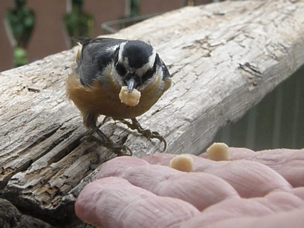 01 nuthatch.jpg