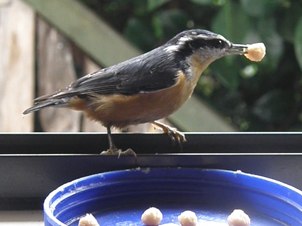 01 nuthatch2.jpg