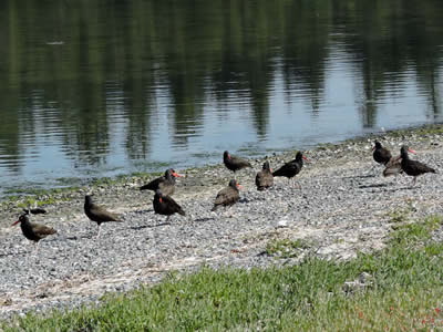01 oystercatchers.jpg