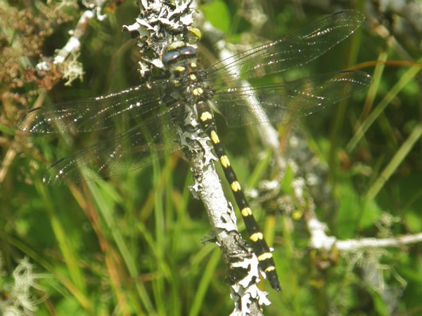 01 Pacific Spiketail, Cordulegastridae dorsalis.jpg
