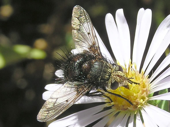 01 Pararchytas decisus.jpg